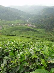 Still more tea.
