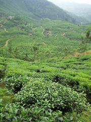 Yet more tea covered hills.