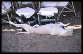 hot_sleeping_dog_dahab
