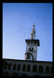 umayyad_mosque_birds